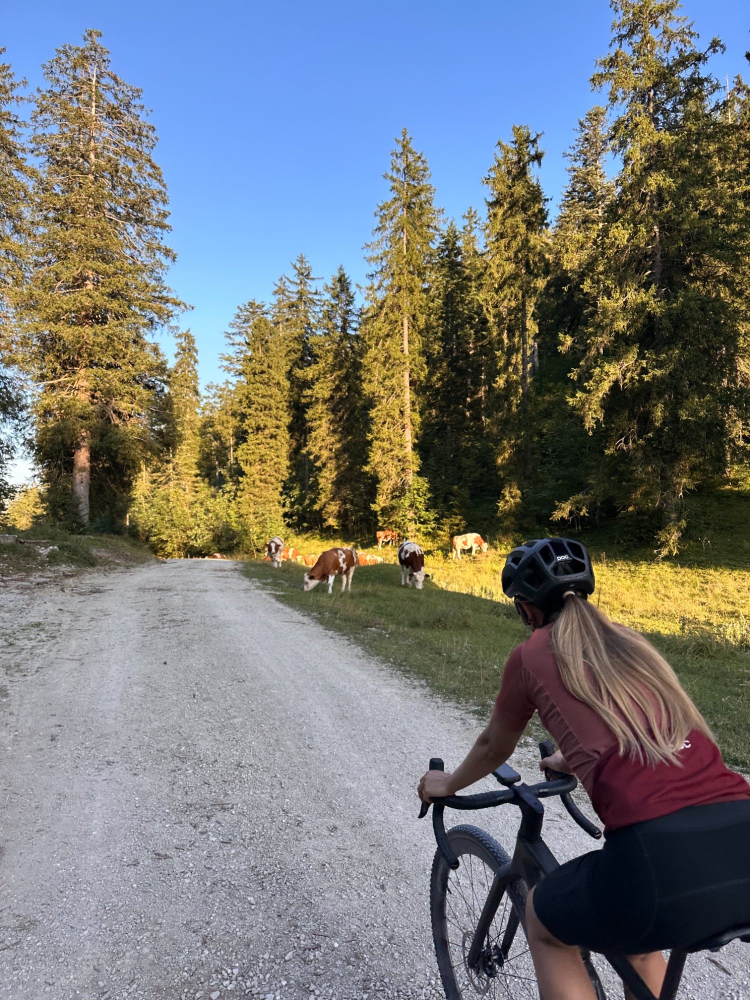 Morgens auf festem Schotter unterwegs — freie Fahrt und ein paar Almkühe am Wegrand.