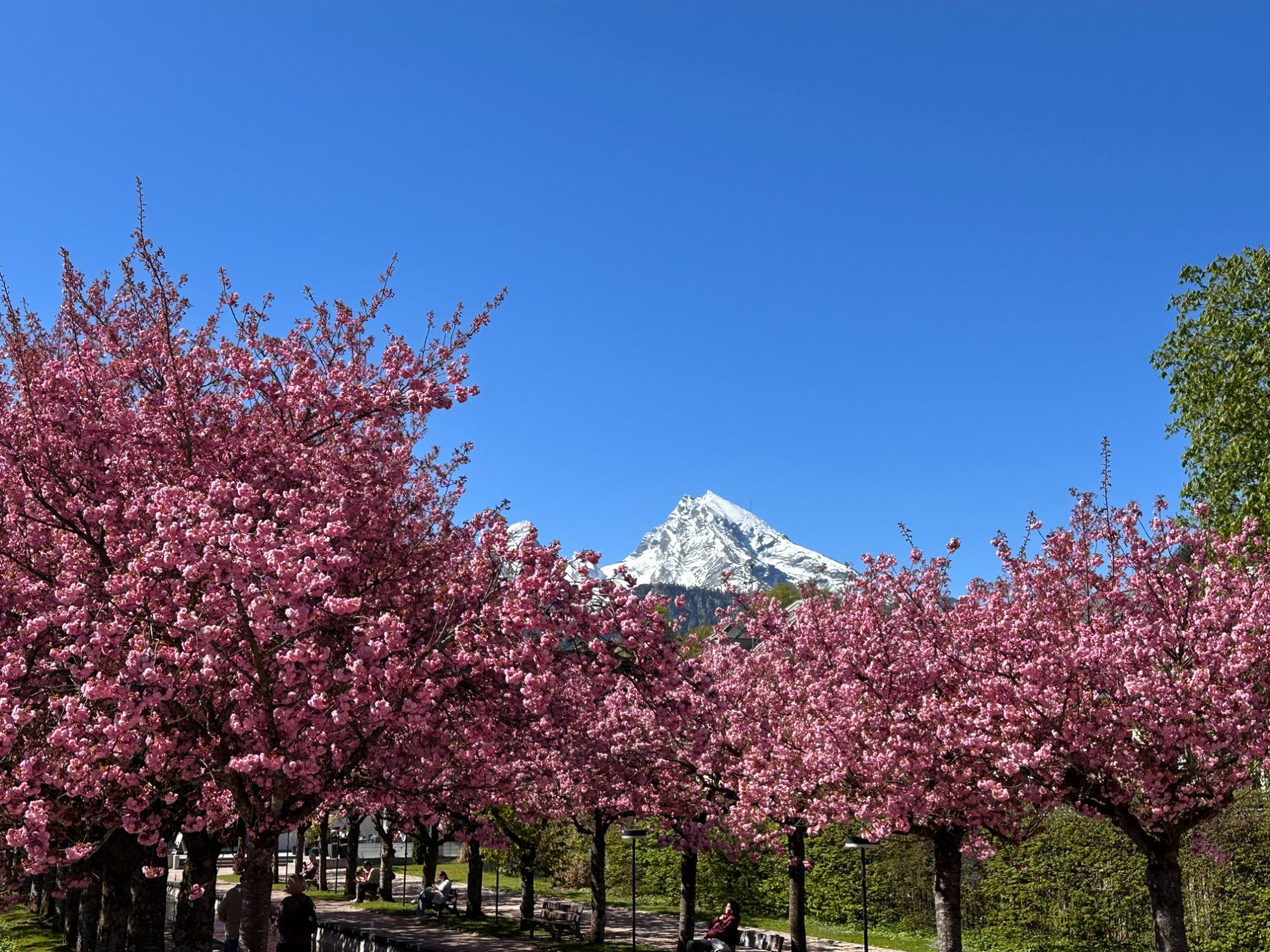 Kirschblüte in Berchtesgaden, dahinter der Watzmann — im Frühjahr ein besonderer Auftakt ins Seenland.