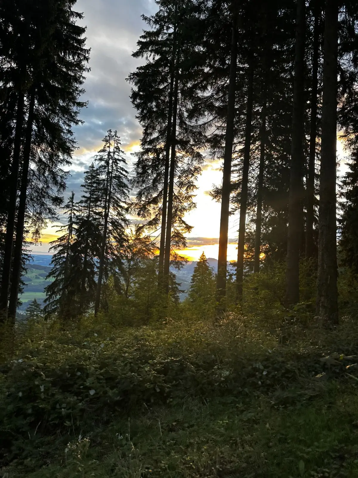 Abendlicht zwischen den Fichten, der Blick reicht weit ins Tal.