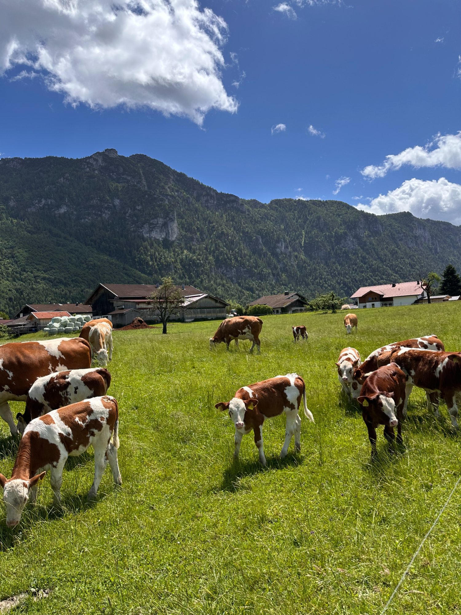 Jungvieh auf den saftigen Weiden über Inzell — Brotzeit-Idylle am Wegrand.